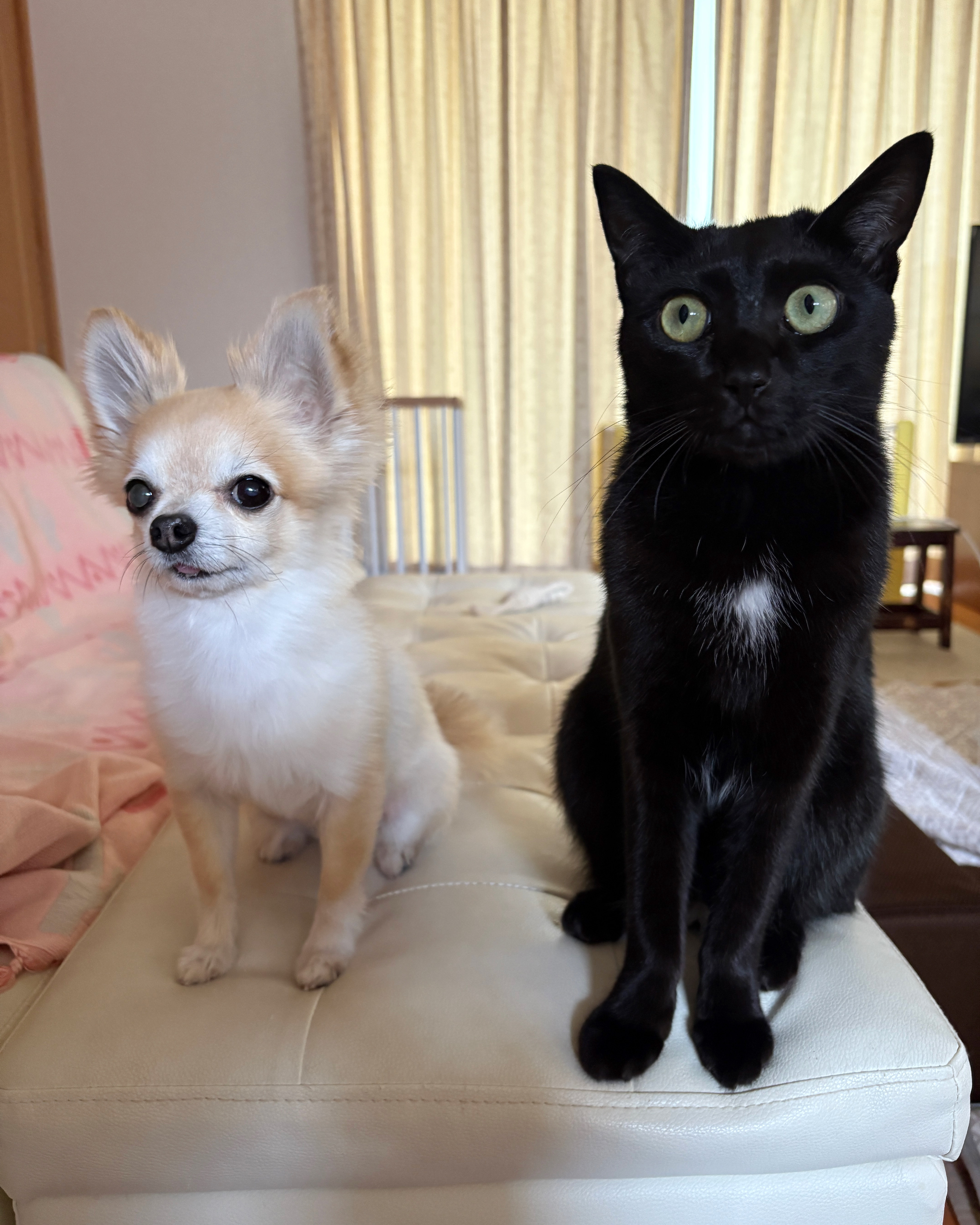 同居猫との一枚🐶🐈‍⬛