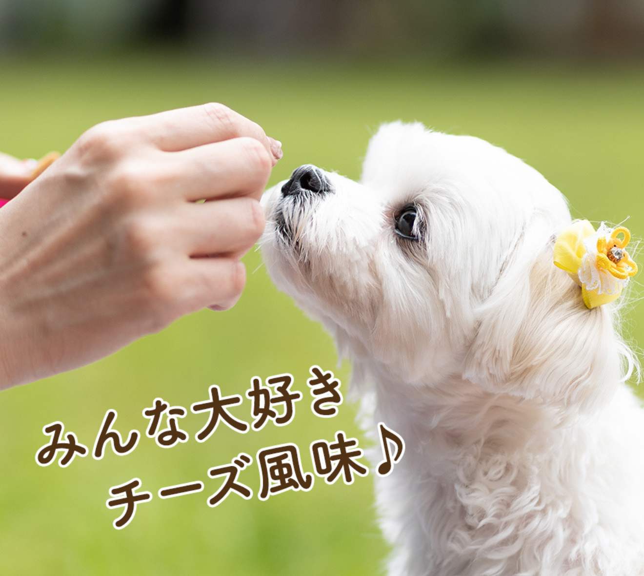 Fil Plus®+L8020(フィルプラス)